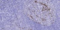 Di-Ras1 Polyclonal Antibody