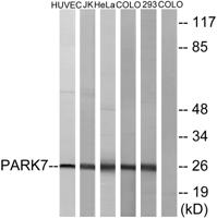 DJ-1 Polyclonal Antibody