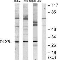 Dlx-5 Polyclonal Antibody