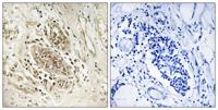DNA pol ε A Polyclonal Antibody