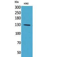 Apaf-1 Polyclonal Antibody