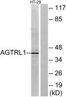APLNR Polyclonal Antibody