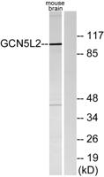 GCN5 Polyclonal Antibody