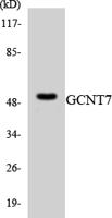 GCNT7 Polyclonal Antibody
