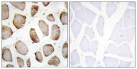 DUS2L Polyclonal Antibody