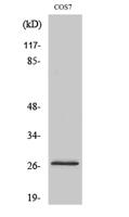 DUSP19 Polyclonal Antibody