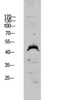 DUSP4 Polyclonal Antibody