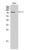 Dvl-2 Polyclonal Antibody