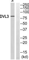 Dvl-3 Polyclonal Antibody