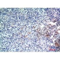 EDA Polyclonal Antibody