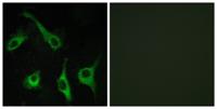 EDG-1 Polyclonal Antibody