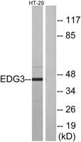 EDG-3 Polyclonal Antibody
