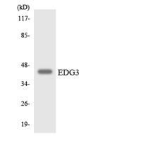 EDG-3 Polyclonal Antibody