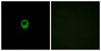 EDG-4 Polyclonal Antibody