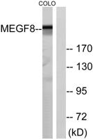 EGFL4 Polyclonal Antibody
