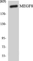 EGFL4 Polyclonal Antibody