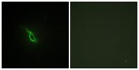 AR α2A Polyclonal Antibody