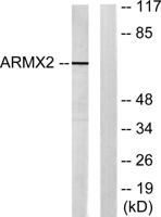 ARMCX2 Polyclonal Antibody