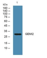GEMI2 Polyclonal Antibody