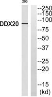 Gemin3 Polyclonal Antibody