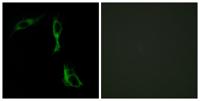 AR-α1D Polyclonal Antibody