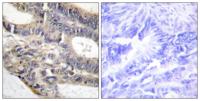 AS250 Polyclonal Antibody
