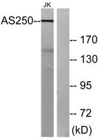 AS250 Polyclonal Antibody