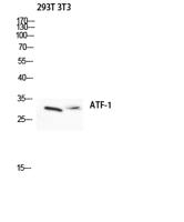 ATF-1 Polyclonal Antibody
