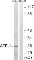 ATF-1 Polyclonal Antibody