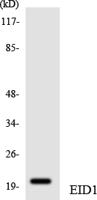 EID-1 Polyclonal Antibody