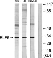 Elf-5 Polyclonal Antibody
