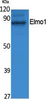 Elmo1 Polyclonal Antibody