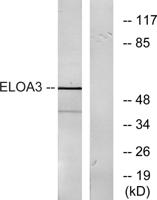Elongin A3 Polyclonal Antibody