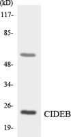 Elongin A3 Polyclonal Antibody