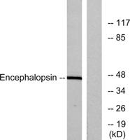 Encephalopsin Polyclonal Antibody