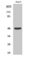 Enolase Polyclonal Antibody