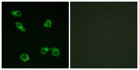EP3 Polyclonal Antibody