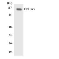 EphA5 Polyclonal Antibody