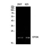 Epigen Polyclonal Antibody