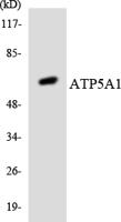 ATP5A Polyclonal Antibody