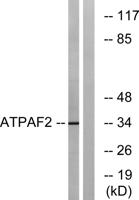ATPAF2 Polyclonal Antibody