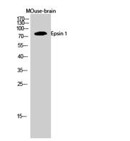 Epsin 1 Polyclonal Antibody