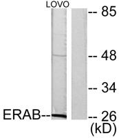 ERAB Polyclonal Antibody