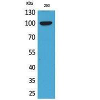 Autotaxin Polyclonal Antibody