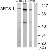 ERAP1 Polyclonal Antibody
