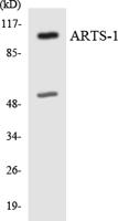 ERAP1 Polyclonal Antibody