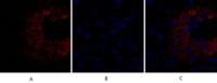 Bad Polyclonal Antibody