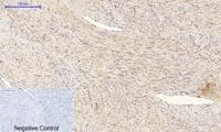 Bad Polyclonal Antibody