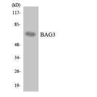Bag-3 Polyclonal Antibody