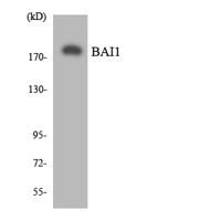 BAI-1 Polyclonal Antibody